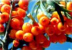 Hippophae Rhamnoides Extract